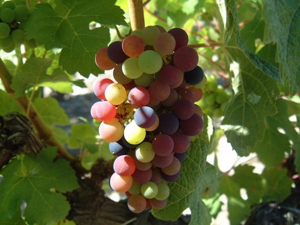 Veraison